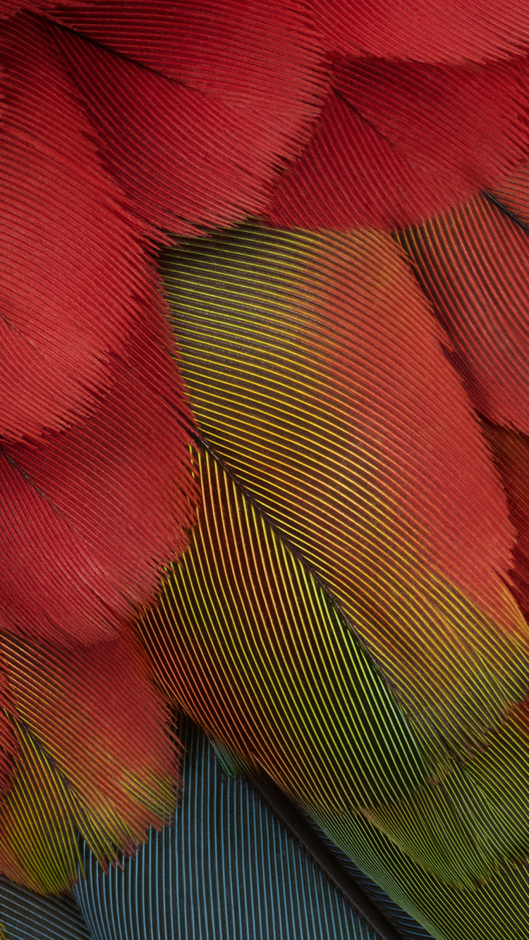 Обои Роза, пиксель 7, пиксель 7 а, андроид, Google в разрешении 750x1334