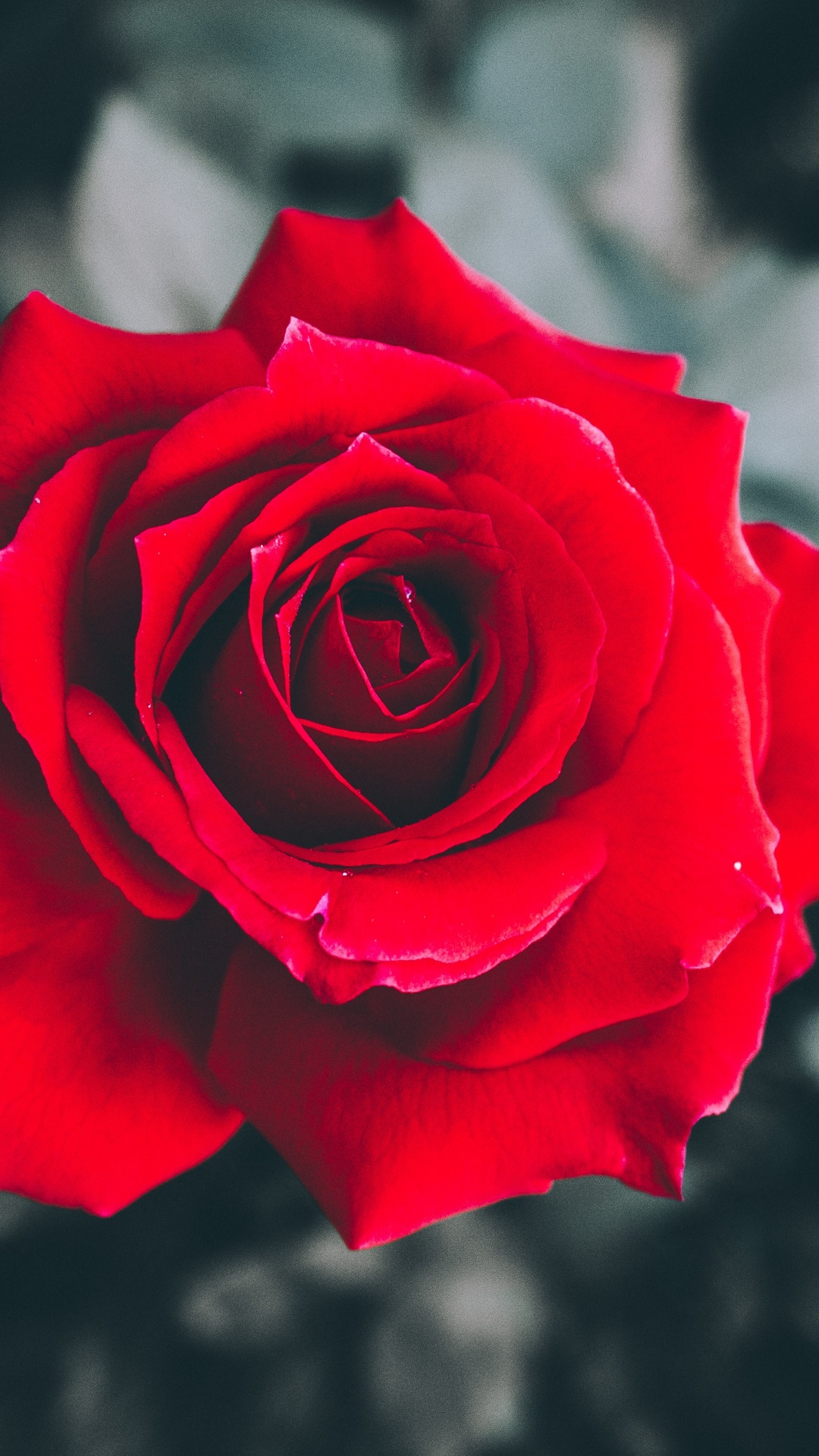 Обои Роза, сад роз, цветковое растение, красный цвет, флорибунда в разрешении 1080x1920