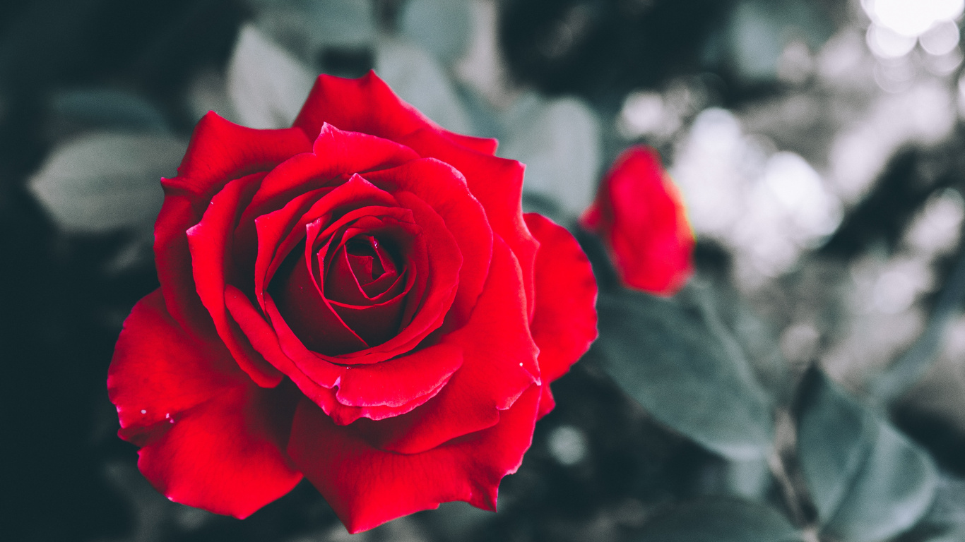 Обои Роза, сад роз, цветковое растение, красный цвет, флорибунда в разрешении 1366x768