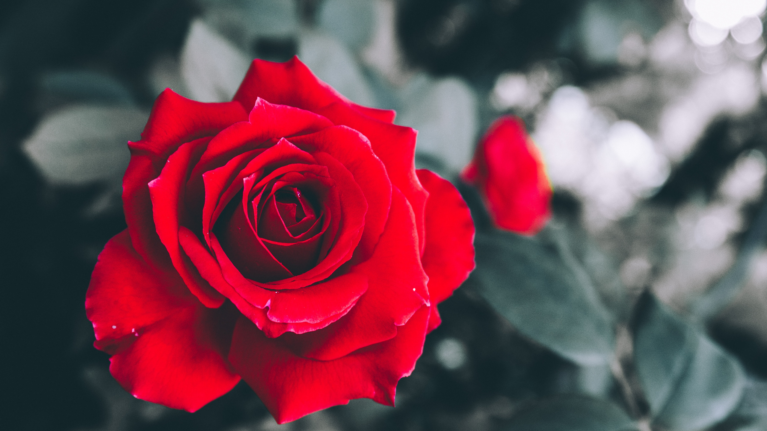 Обои Роза, сад роз, цветковое растение, красный цвет, флорибунда в разрешении 2560x1440