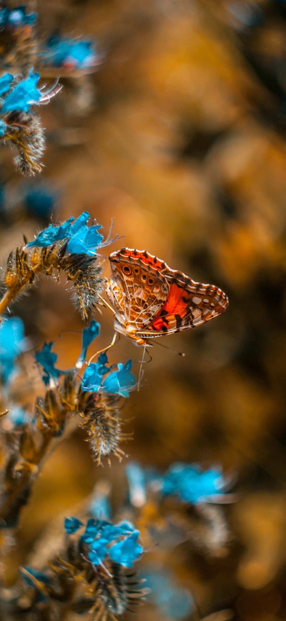 Обои насекомое, Синтия подрода, синий, бабочка, растение в разрешении 1125x2436