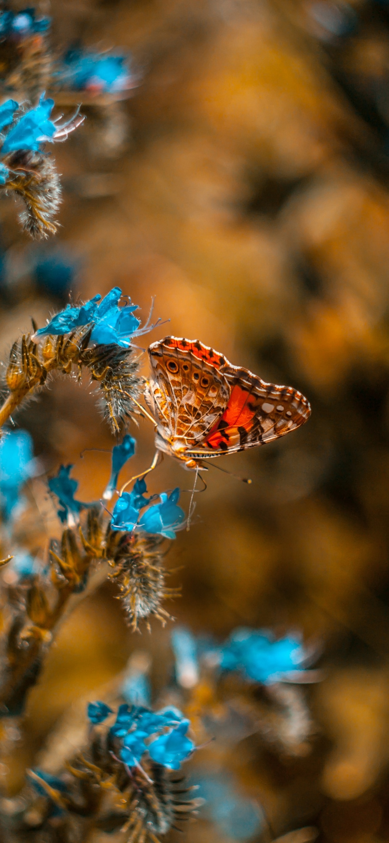 Обои насекомое, Синтия подрода, синий, бабочка, растение в разрешении 1242x2688