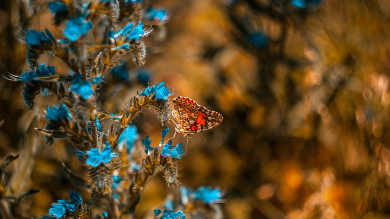 Обои насекомое, Синтия подрода, синий, бабочка, растение в разрешении 1280x720