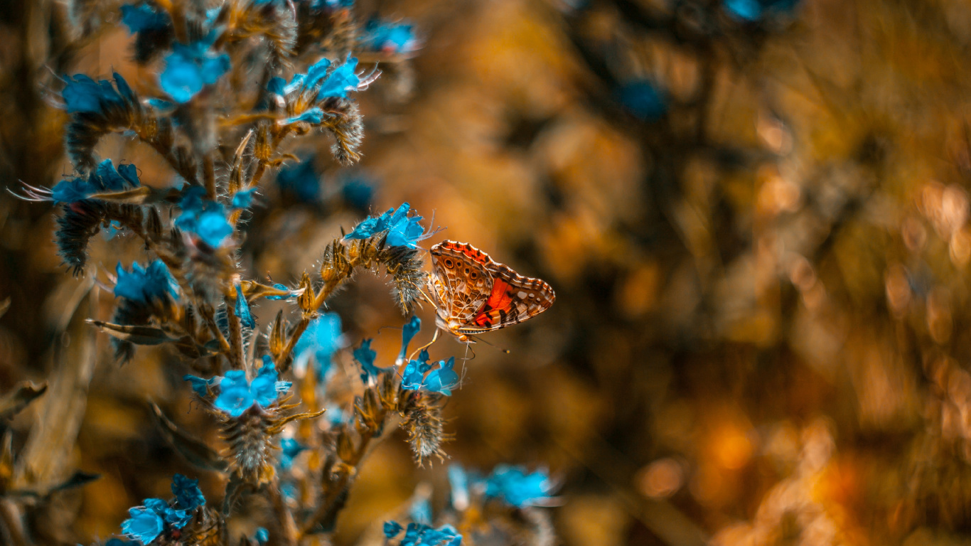Обои насекомое, Синтия подрода, синий, бабочка, растение в разрешении 1366x768