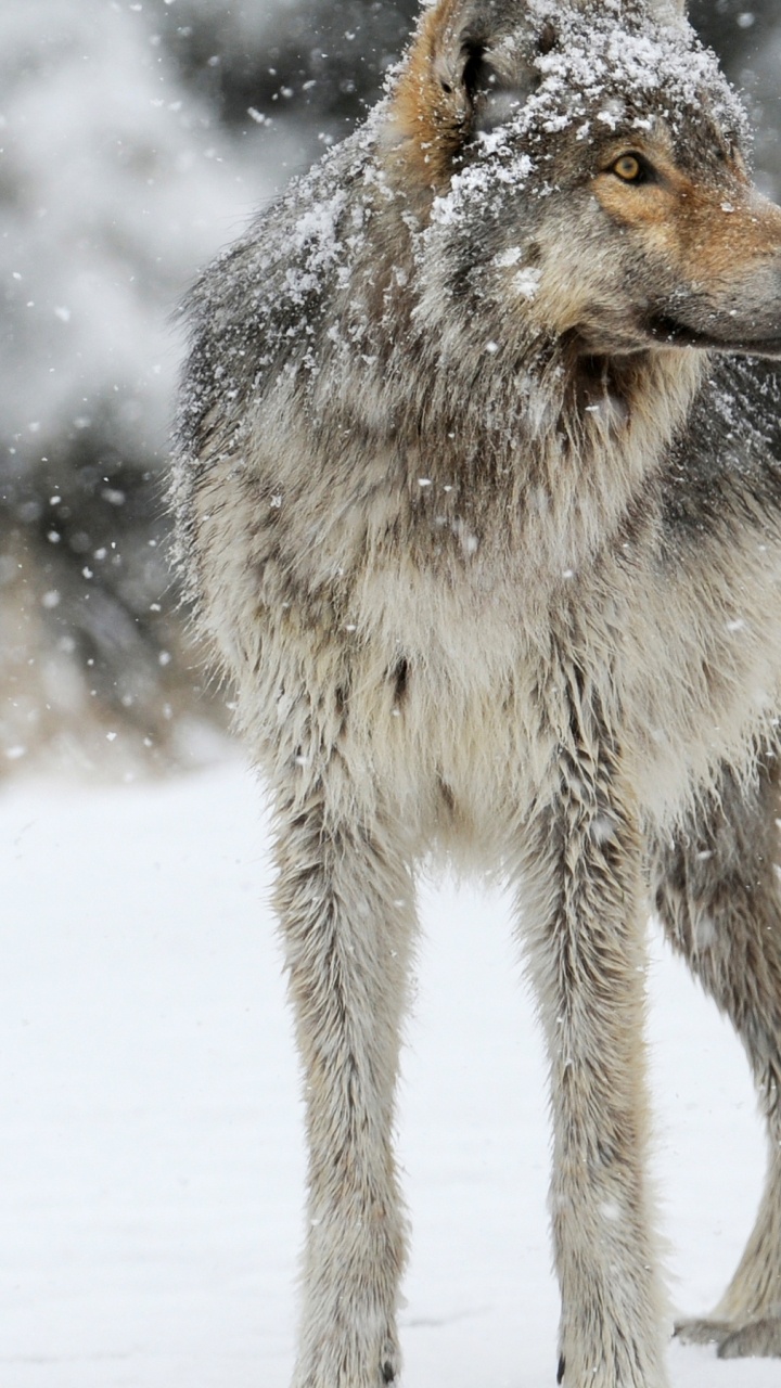 Обои снег, живая природа, млекопитающее в разрешении 720x1280
