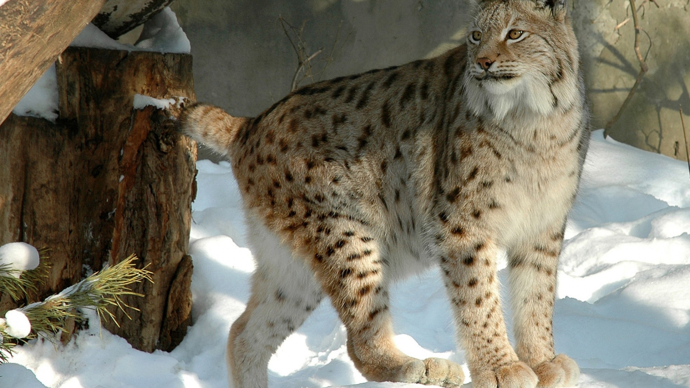 Обои Евразийская рысь, кошачьих, большая кошка, наземные животные, живая природа в разрешении 1366x768