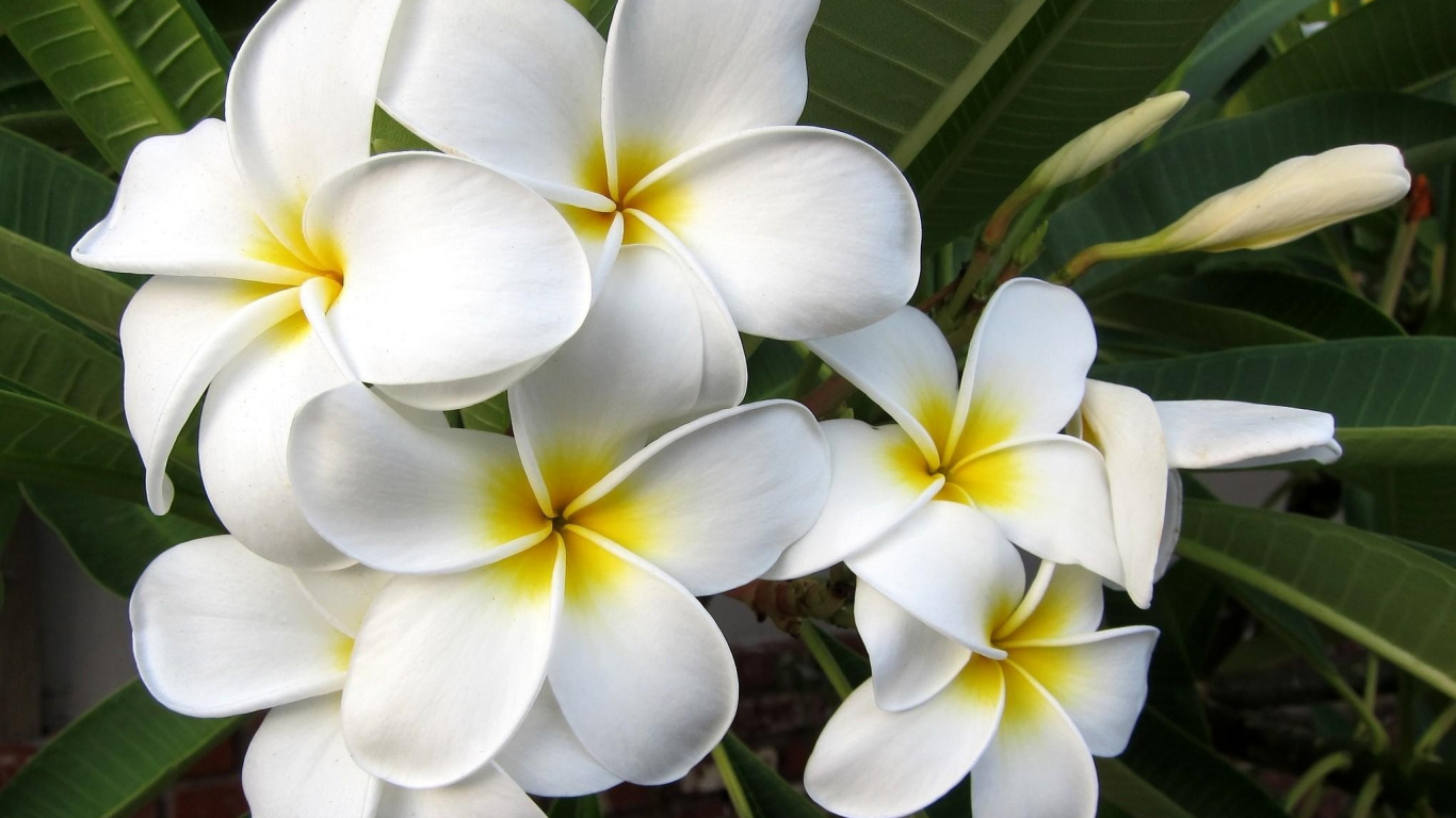 Обои франжипани, лепесток, растение, Флора, сад роз в разрешении 1366x768