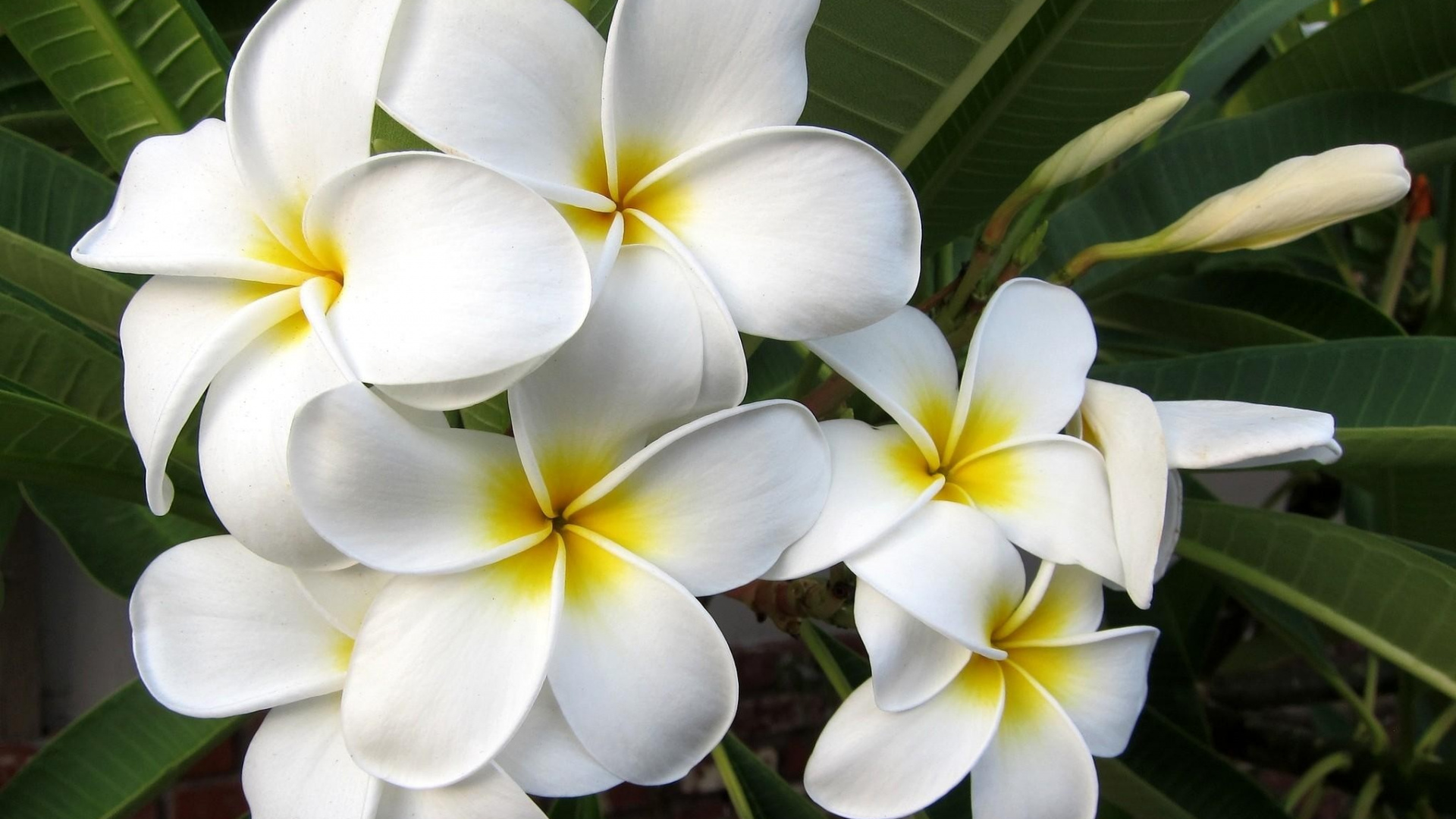 Обои франжипани, лепесток, растение, Флора, сад роз в разрешении 1920x1080