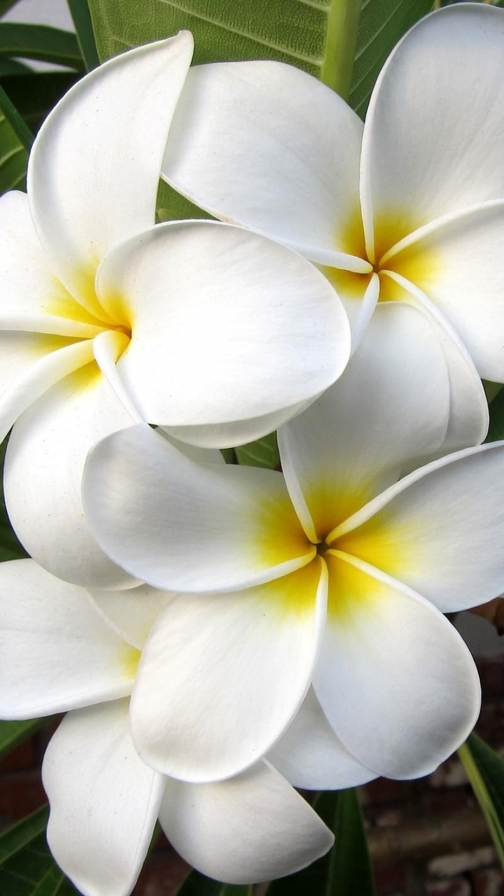 Обои франжипани, лепесток, растение, Флора, сад роз в разрешении 720x1280