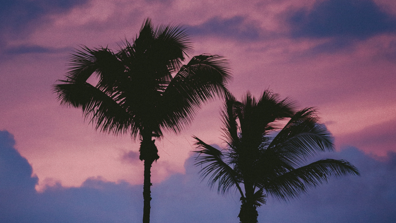 Обои дерево, Пальма, облако, древесные растения, Пальмоцветные в разрешении 1366x768