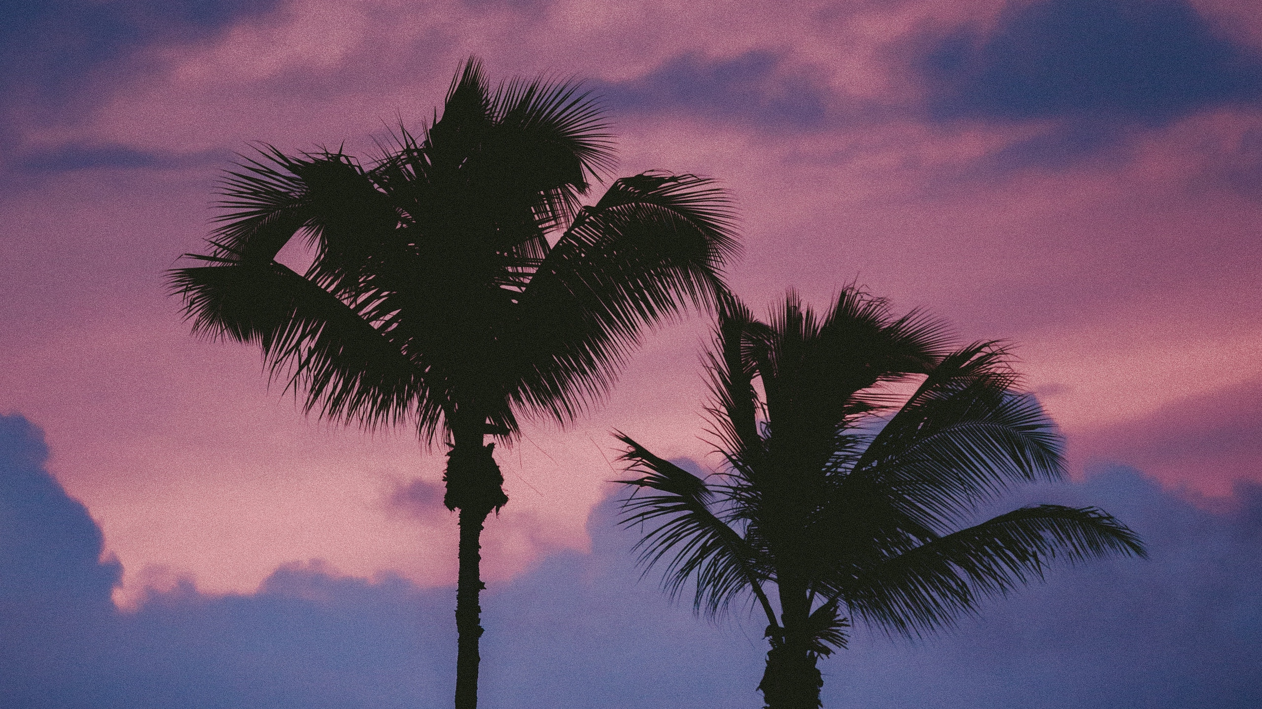 Обои дерево, Пальма, облако, древесные растения, Пальмоцветные в разрешении 2560x1440