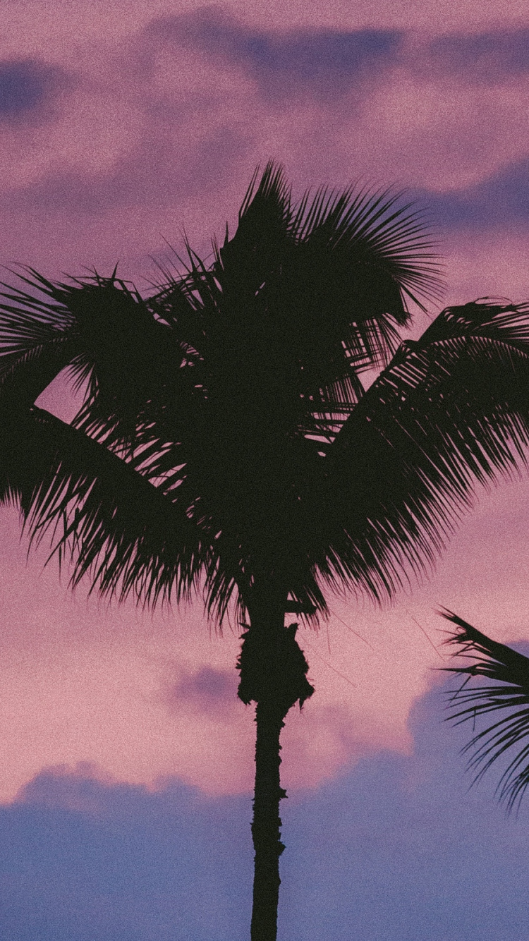 Обои дерево, Пальма, облако, древесные растения, Пальмоцветные в разрешении 750x1334