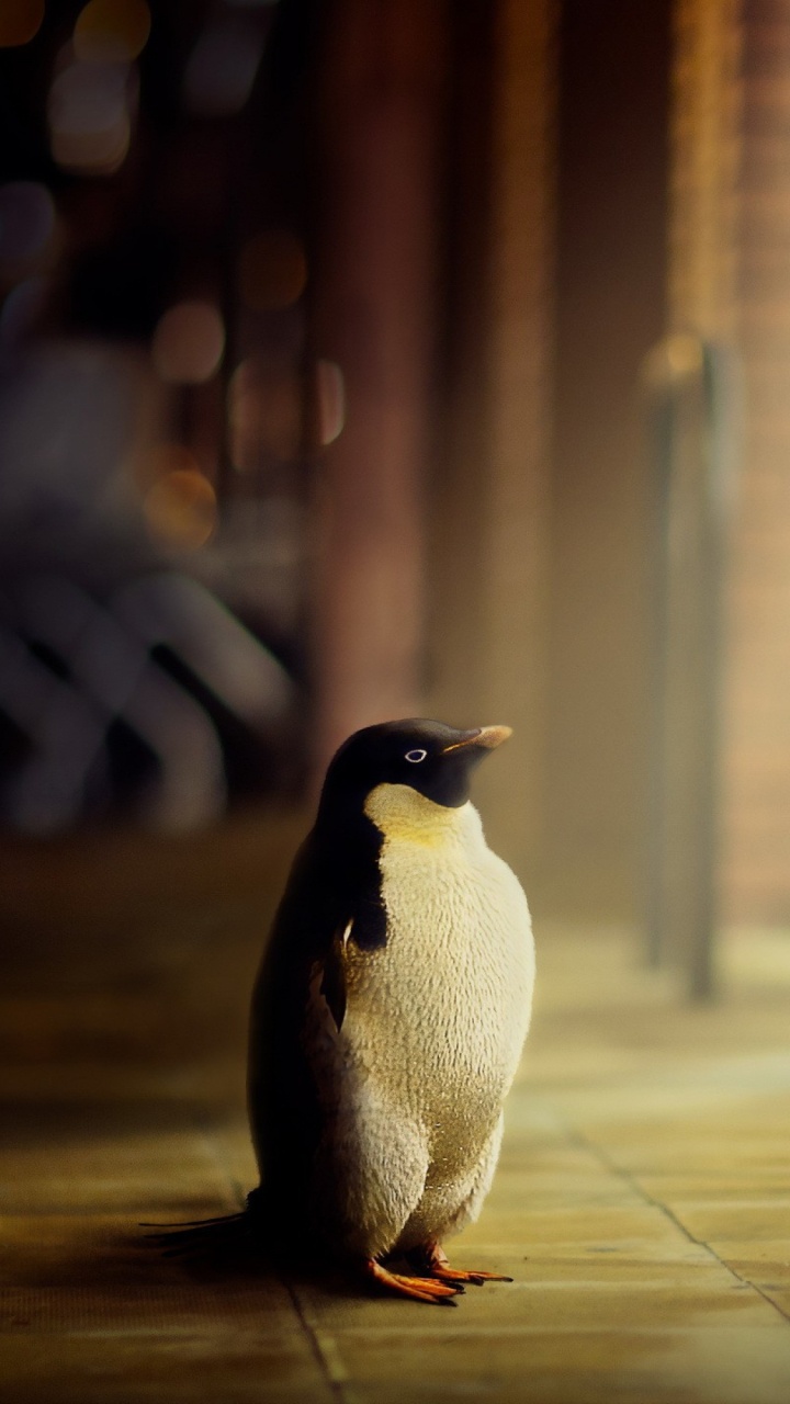 Обои императорский пингвин, нелетающая птица, птица, свет, освещение в разрешении 720x1280