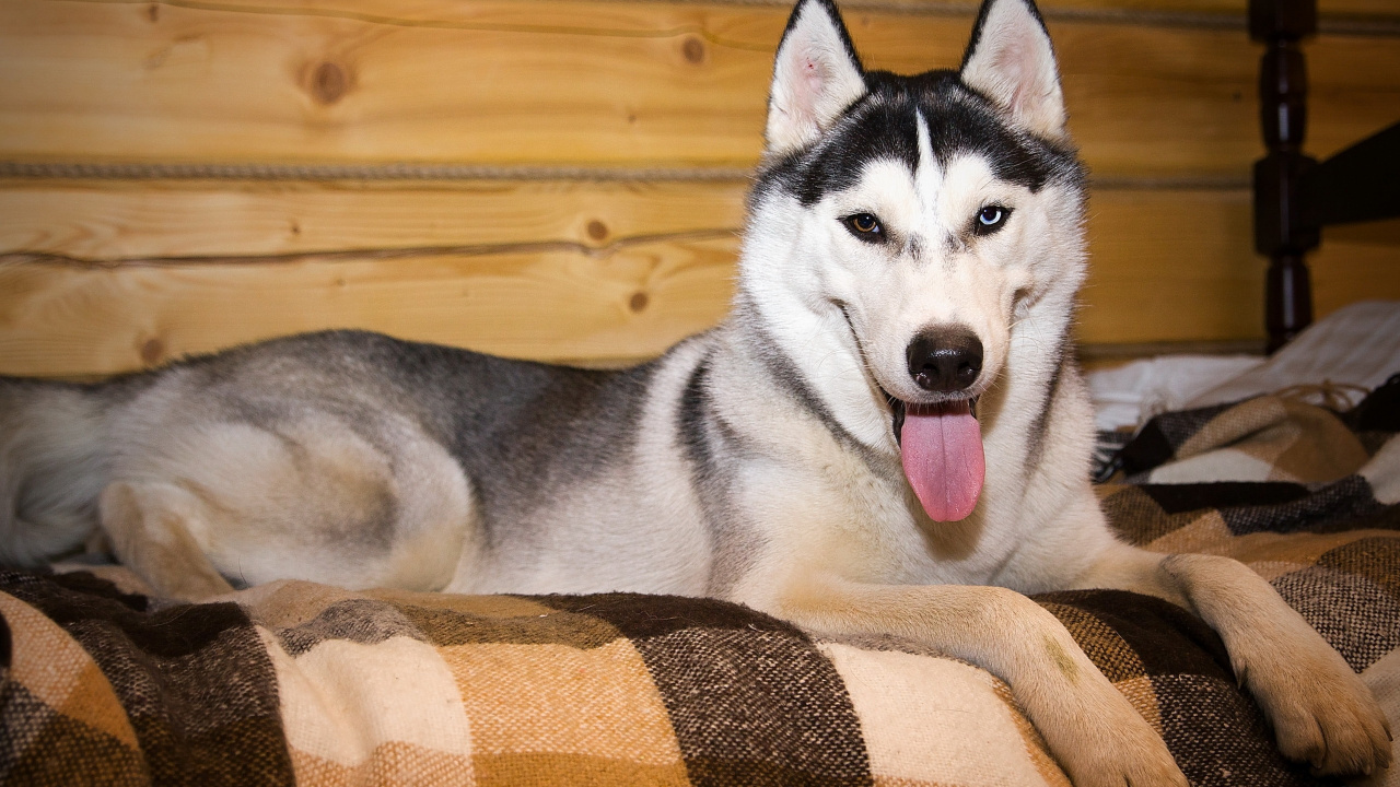 Обои Себирская Хаски, щенок, tamaskan собака, хаски, морда в разрешении 1280x720