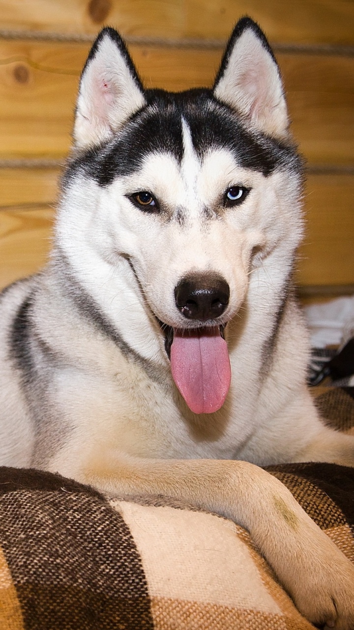 Обои Себирская Хаски, щенок, tamaskan собака, хаски, морда в разрешении 720x1280