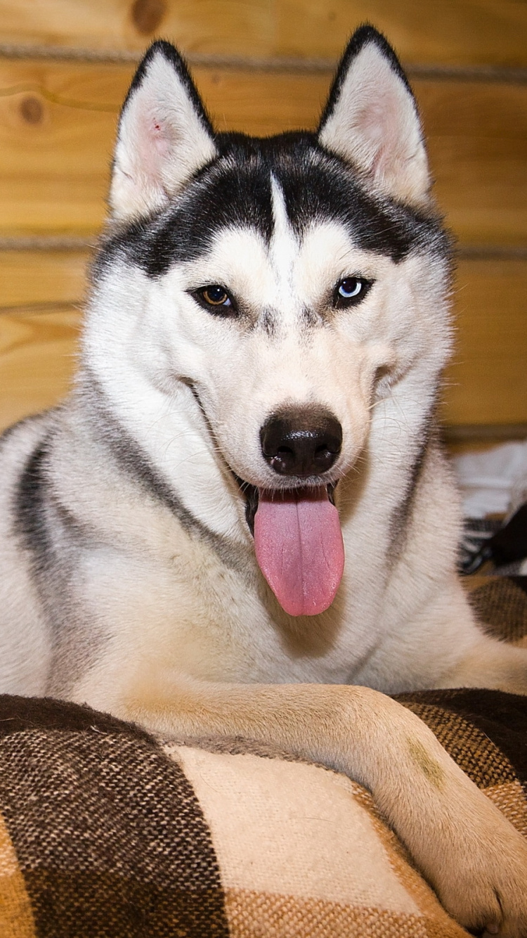 Обои Себирская Хаски, щенок, tamaskan собака, хаски, морда в разрешении 750x1334