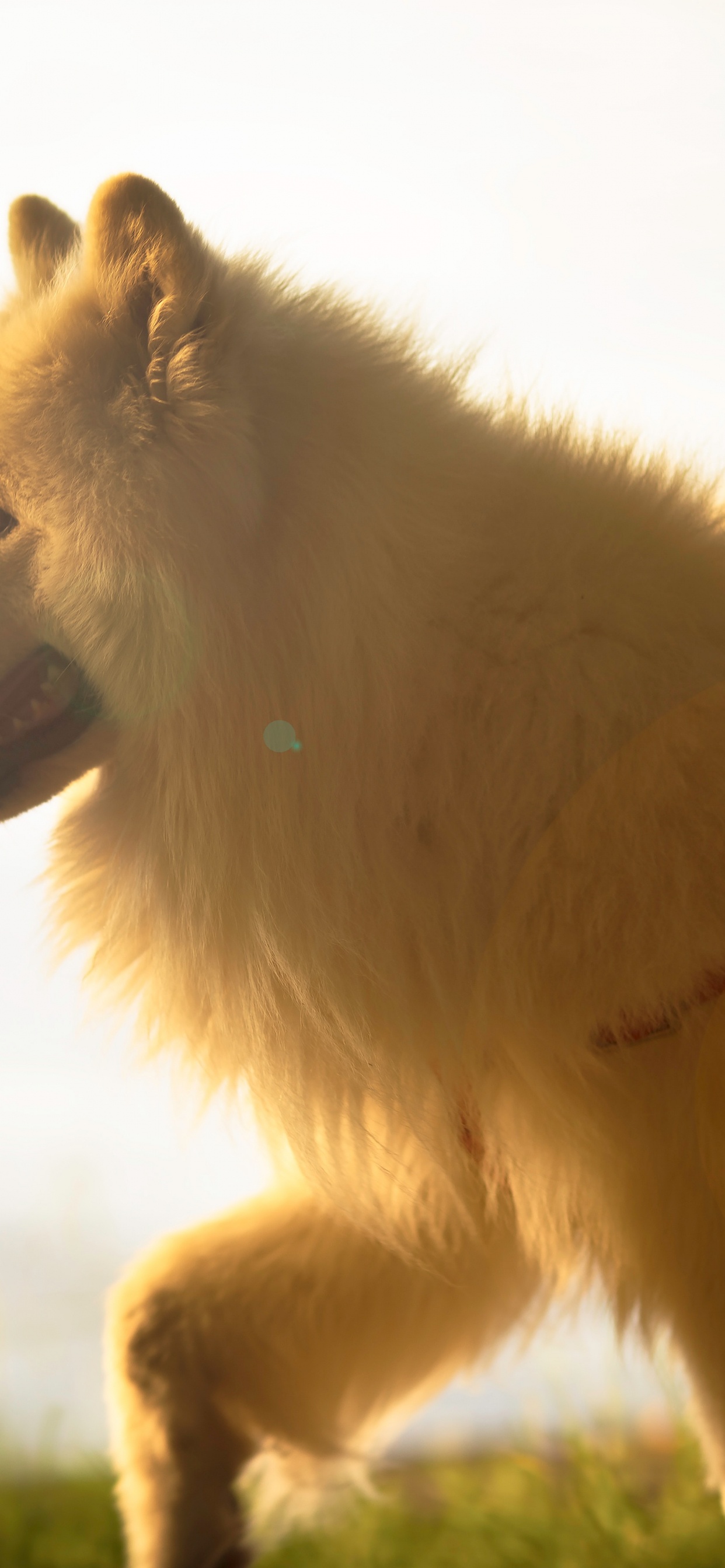 Обои померанский шпиц, немецкий шпиц, немецкий шпиц Кляйн, немецкий миттель шпиц, Шпиц в разрешении 1242x2688