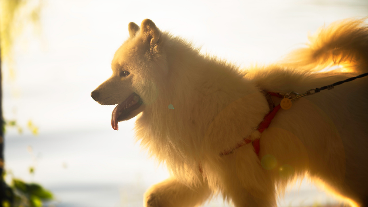 Обои померанский шпиц, немецкий шпиц, немецкий шпиц Кляйн, немецкий миттель шпиц, Шпиц в разрешении 1280x720