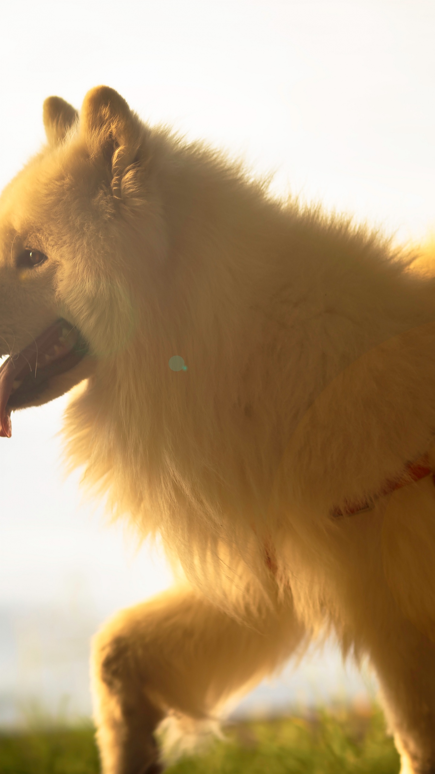 Обои померанский шпиц, немецкий шпиц, немецкий шпиц Кляйн, немецкий миттель шпиц, Шпиц в разрешении 1440x2560