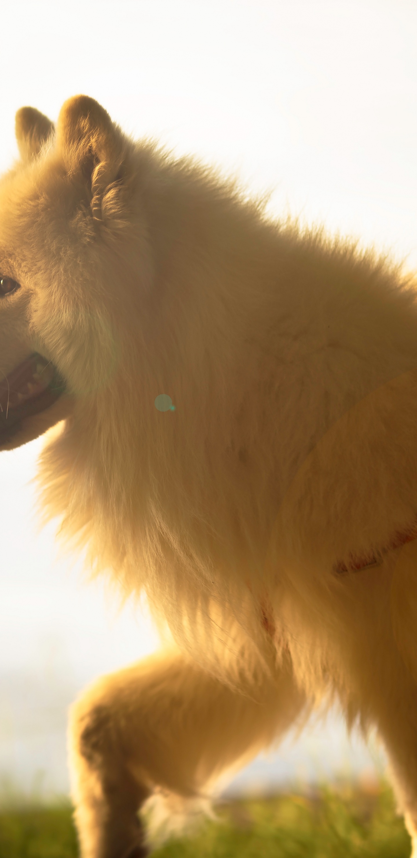 Обои померанский шпиц, немецкий шпиц, немецкий шпиц Кляйн, немецкий миттель шпиц, Шпиц в разрешении 1440x2960