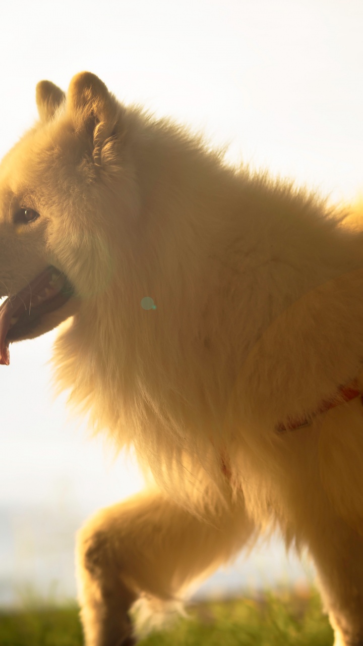 Обои померанский шпиц, немецкий шпиц, немецкий шпиц Кляйн, немецкий миттель шпиц, Шпиц в разрешении 720x1280