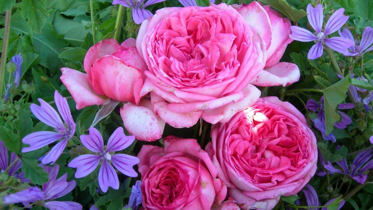 Обои сад роз, розовый, флорибунда, роза центифолия, Роза в разрешении 1280x720