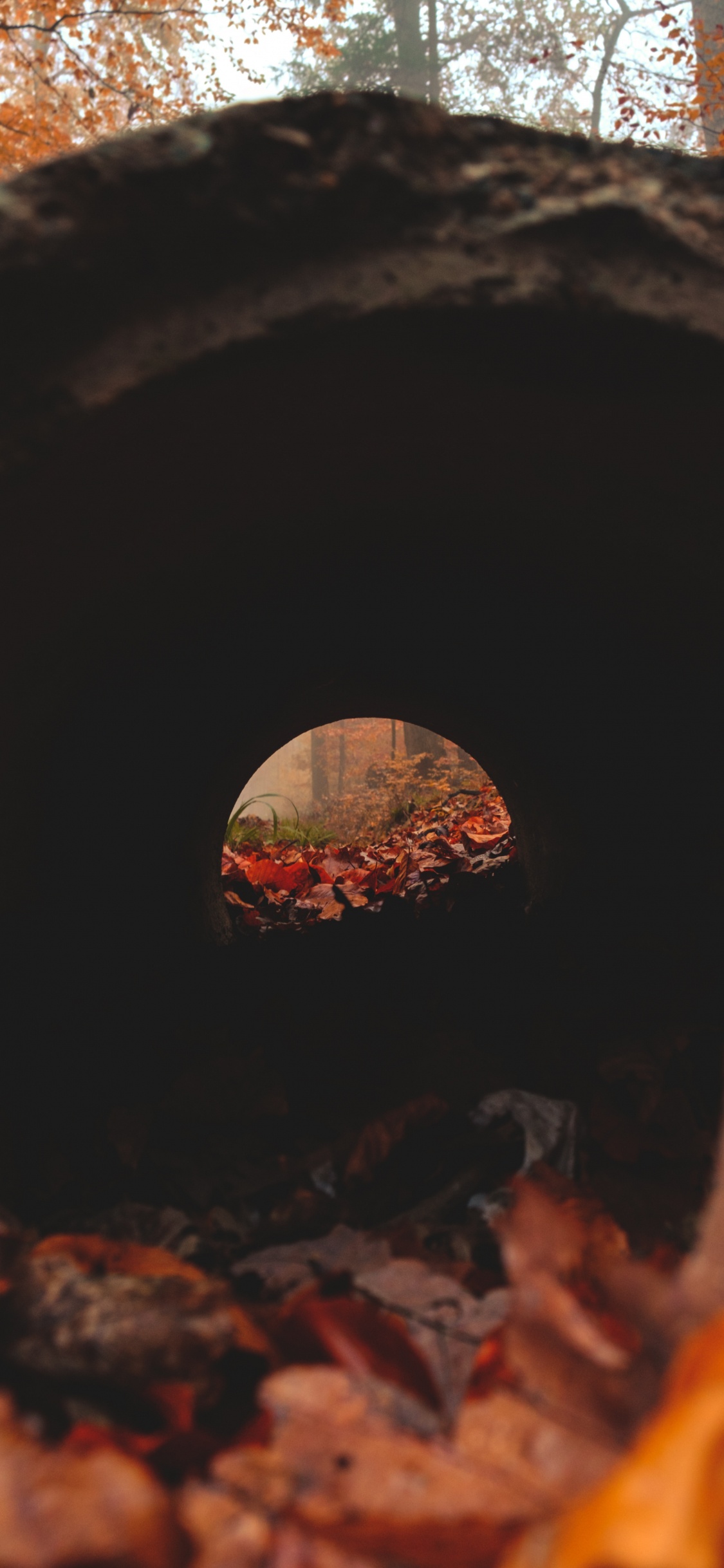 Обои лист, кладка печи, тепло, дерево, древесина в разрешении 1125x2436