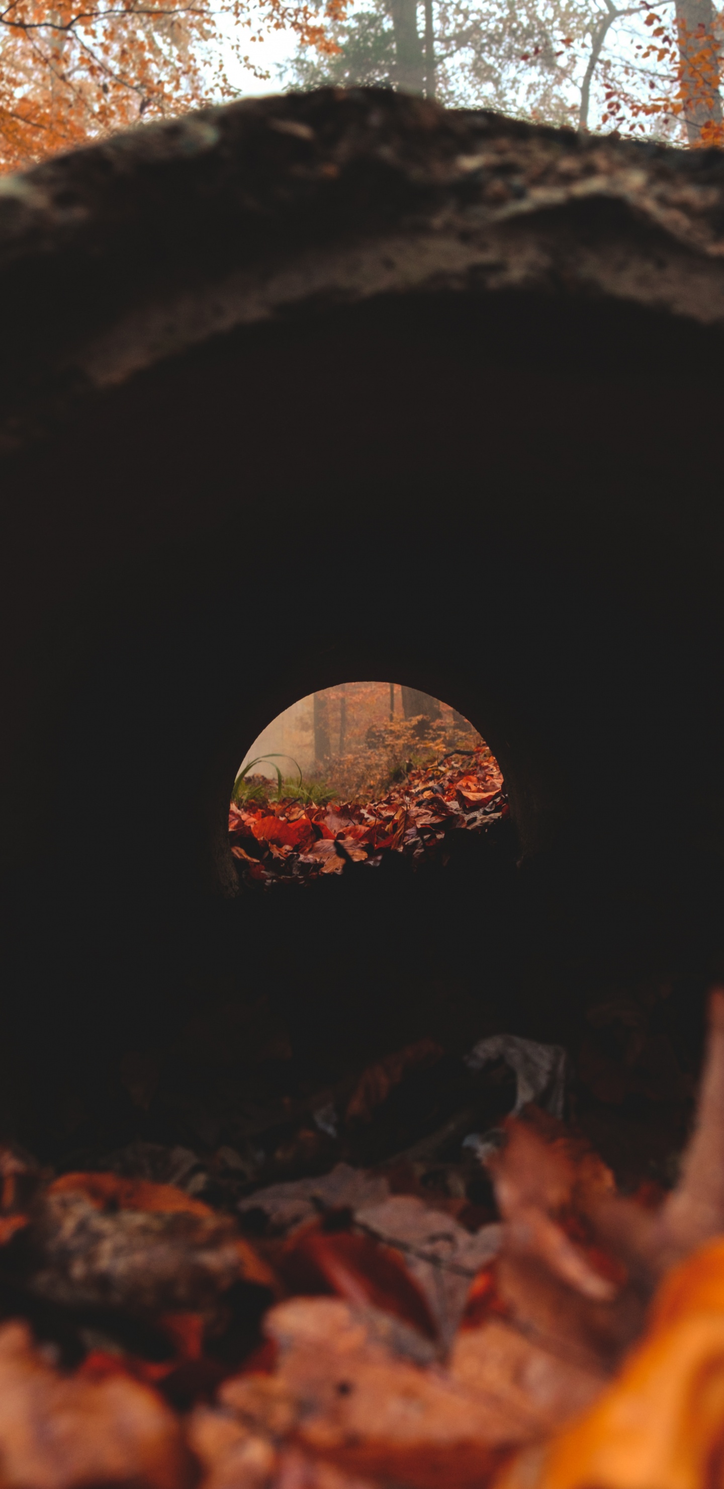 Обои лист, кладка печи, тепло, дерево, древесина в разрешении 1440x2960