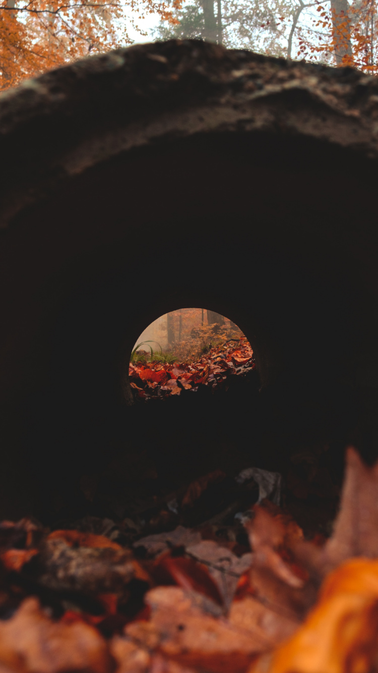 Обои лист, кладка печи, тепло, дерево, древесина в разрешении 750x1334