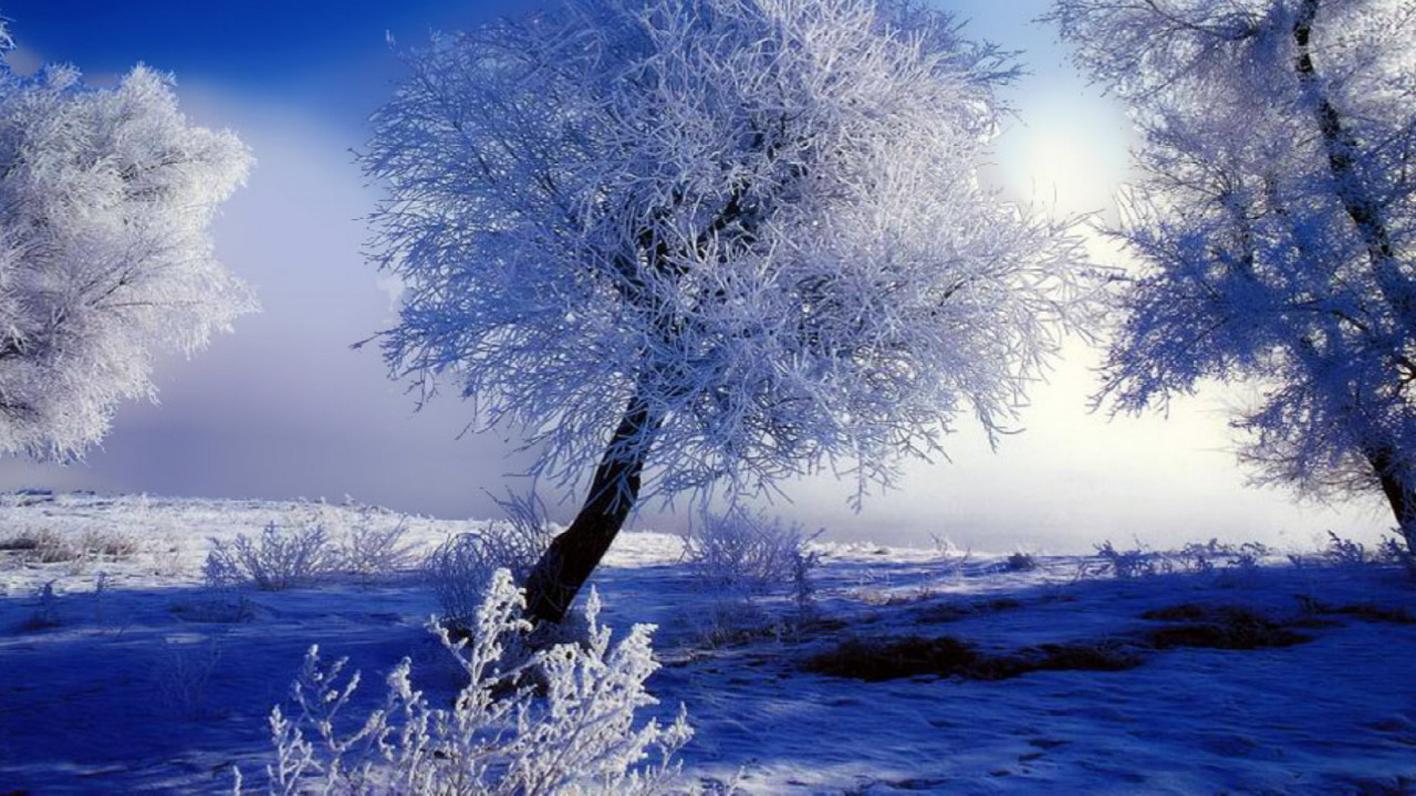 Обои зима, сезон, снег, природа, дерево в разрешении 1280x720