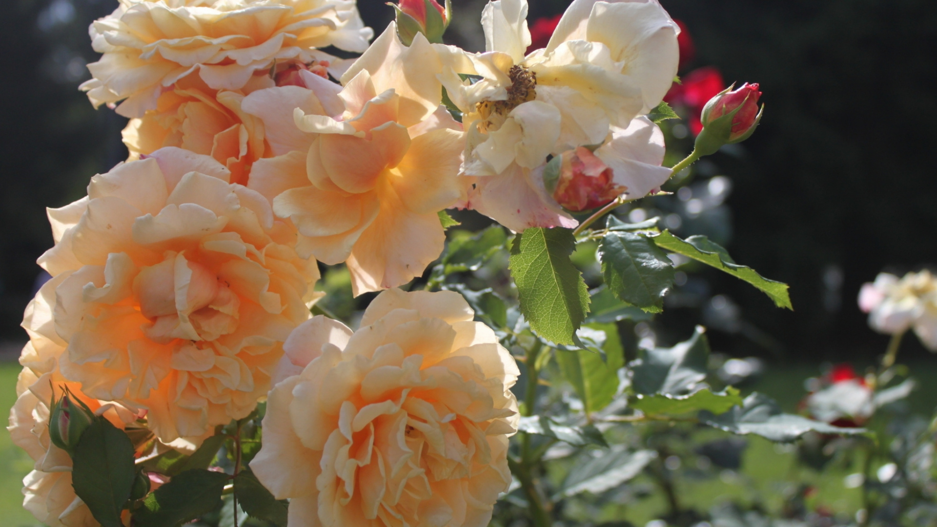 Обои сад роз, флорибунда, цветковое растение, семья Роуз, роза китайская в разрешении 1920x1080
