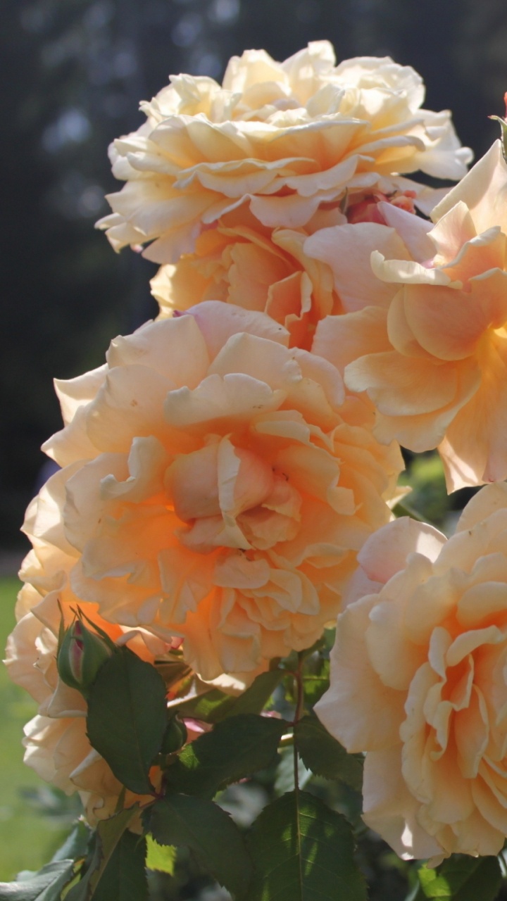 Обои сад роз, флорибунда, цветковое растение, семья Роуз, роза китайская в разрешении 720x1280