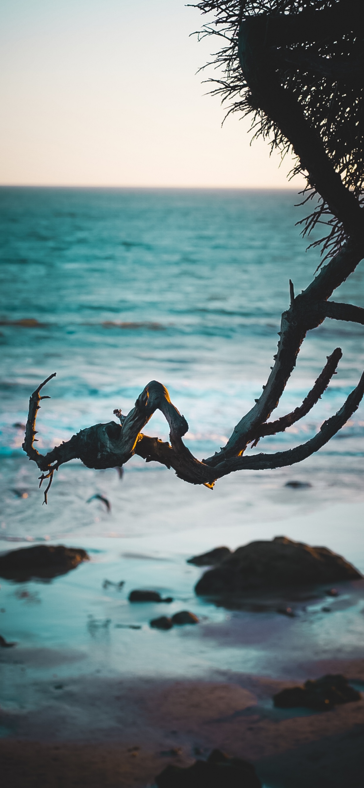 Обои берег, океан, пляж, Малибу, тропическая зона в разрешении 1242x2688