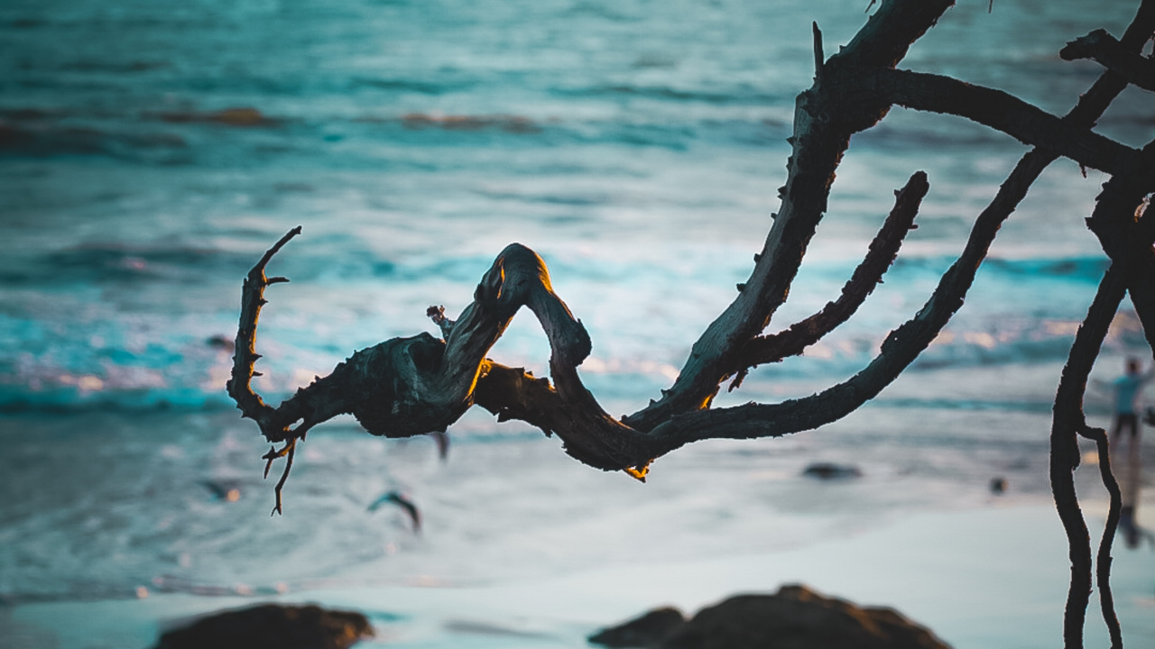 Обои берег, океан, пляж, Малибу, тропическая зона в разрешении 1280x720