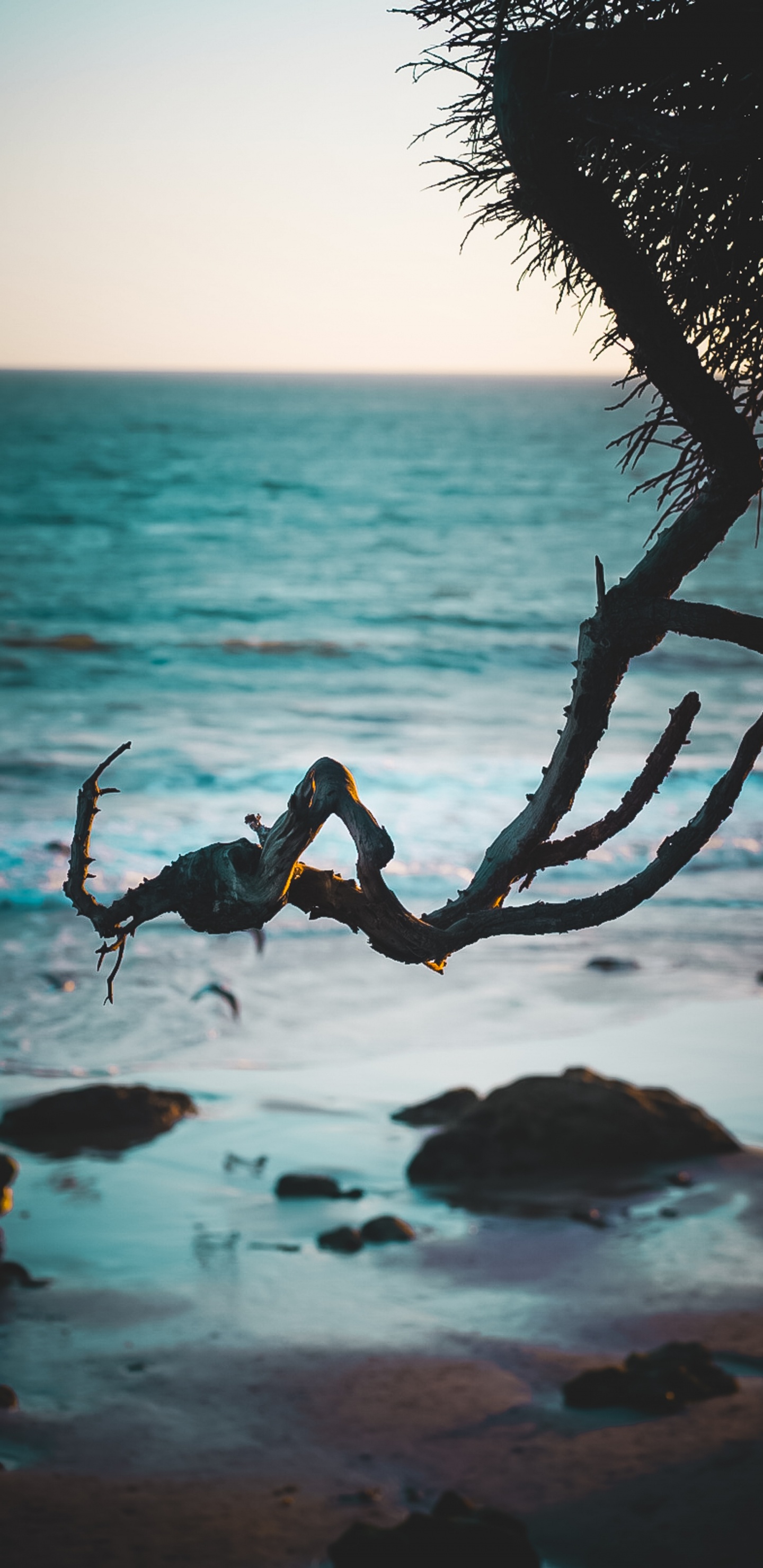 Обои берег, океан, пляж, Малибу, тропическая зона в разрешении 1440x2960