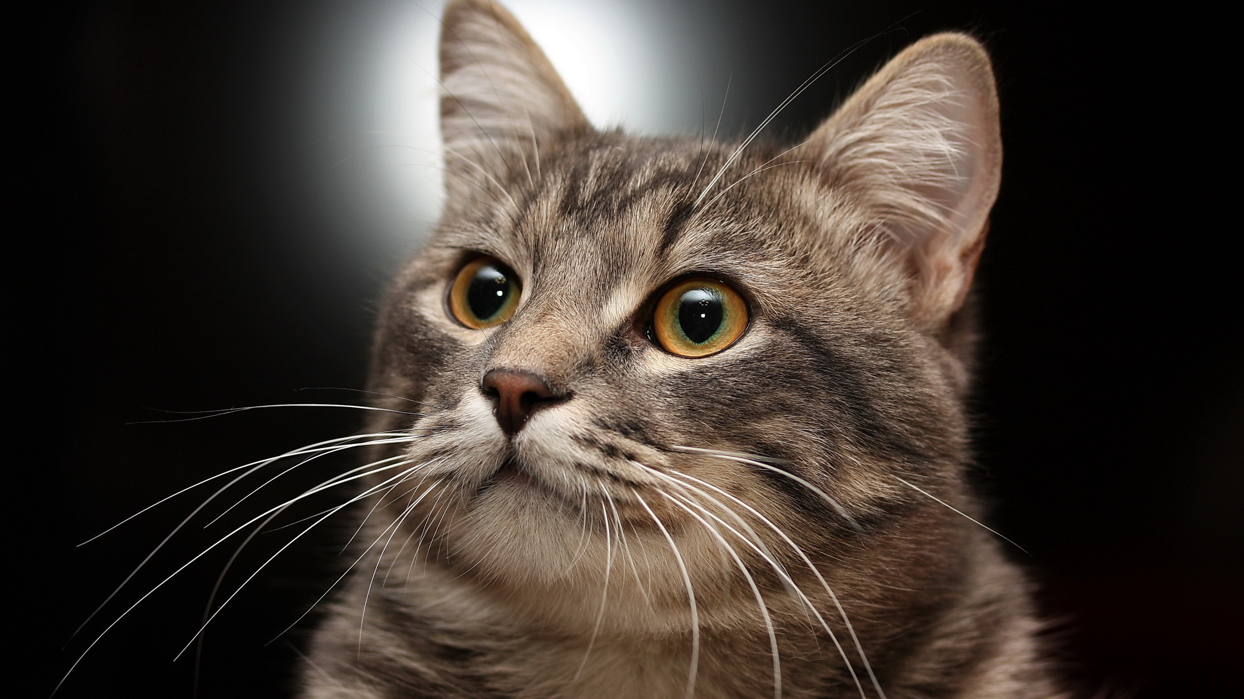 Обои кот, бакенбарды, крупный план, котенок, Леди кошка в разрешении 2560x1440