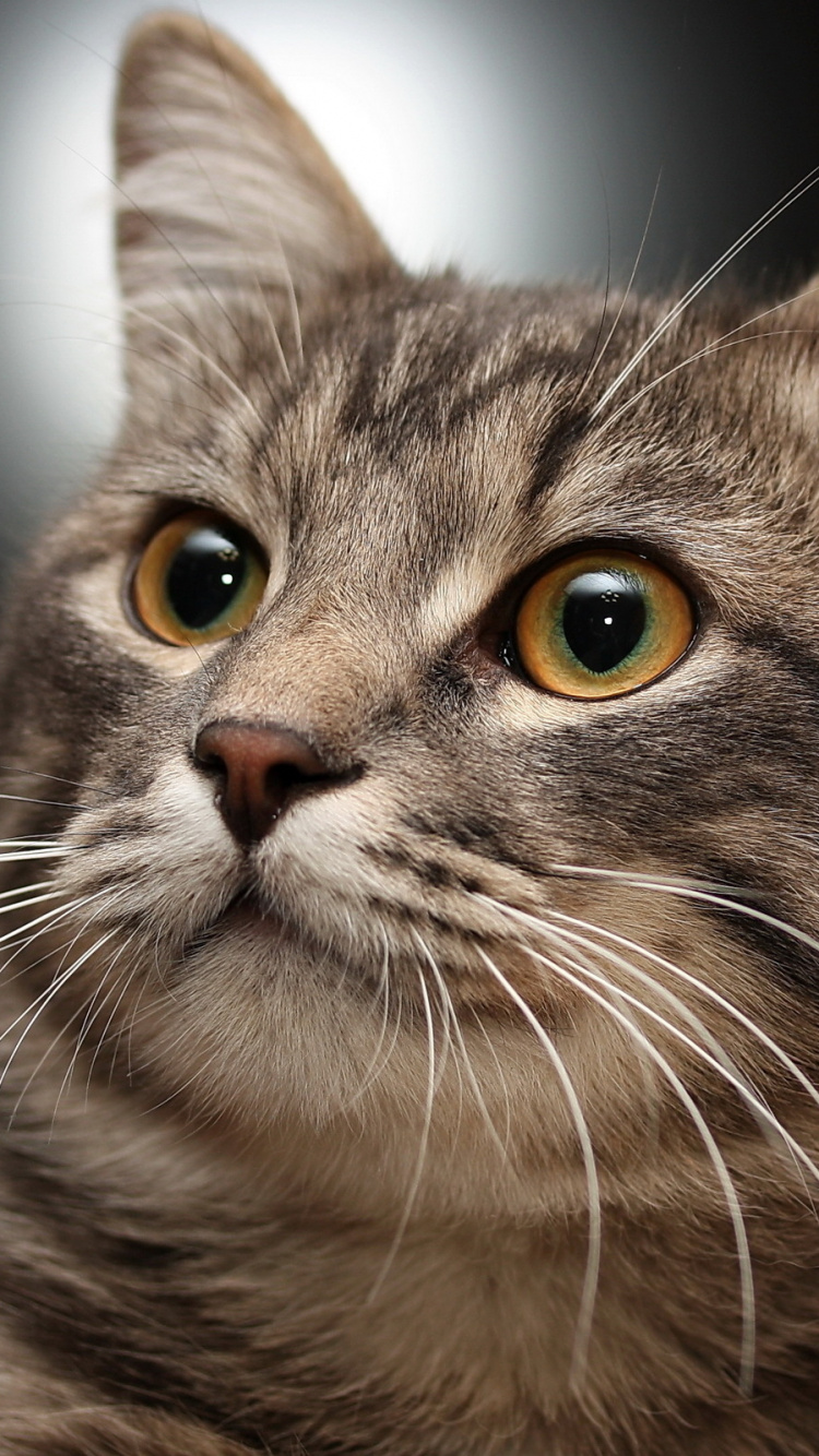 Обои кот, бакенбарды, крупный план, котенок, Леди кошка в разрешении 750x1334