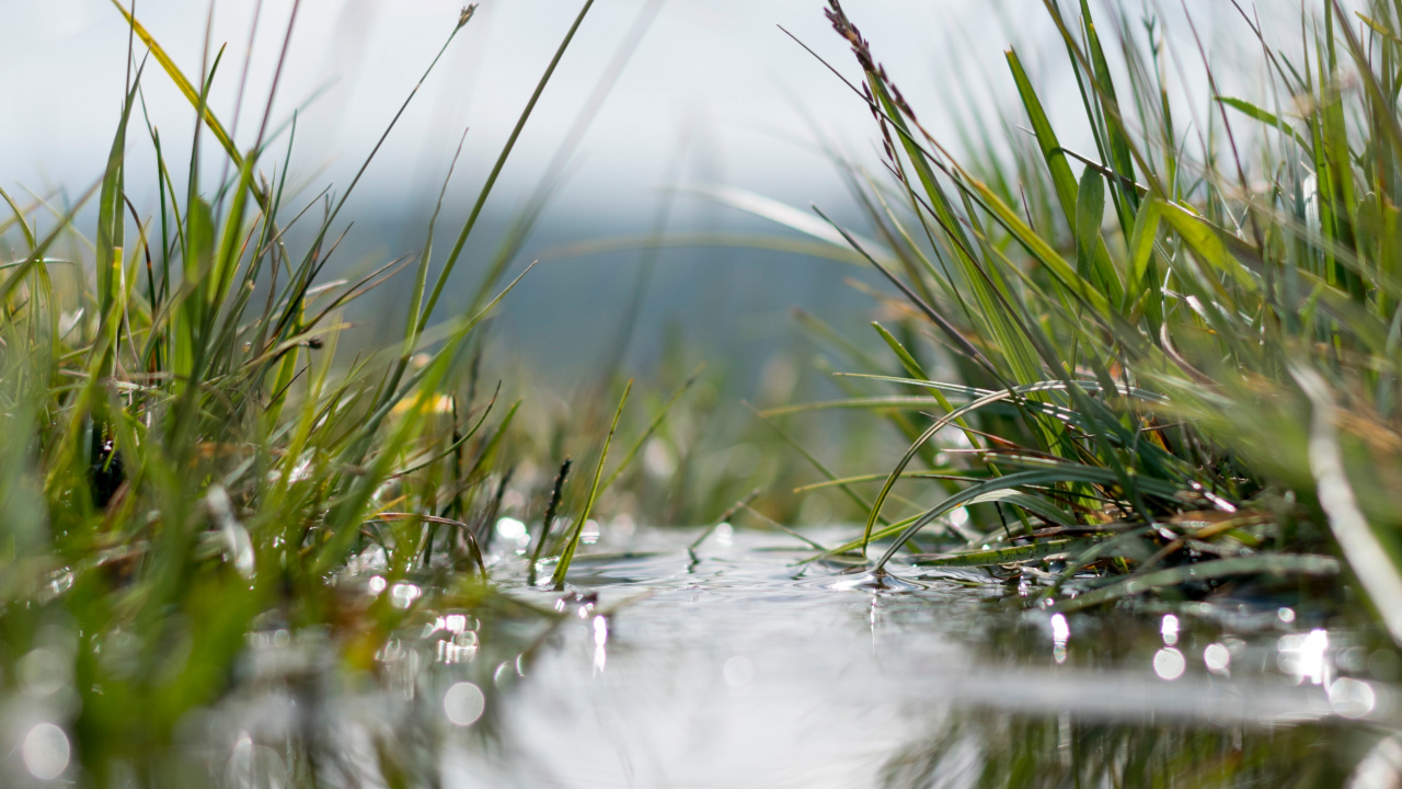 Обои вода, природа, отражение, природный ландшафт, растение в разрешении 1280x720