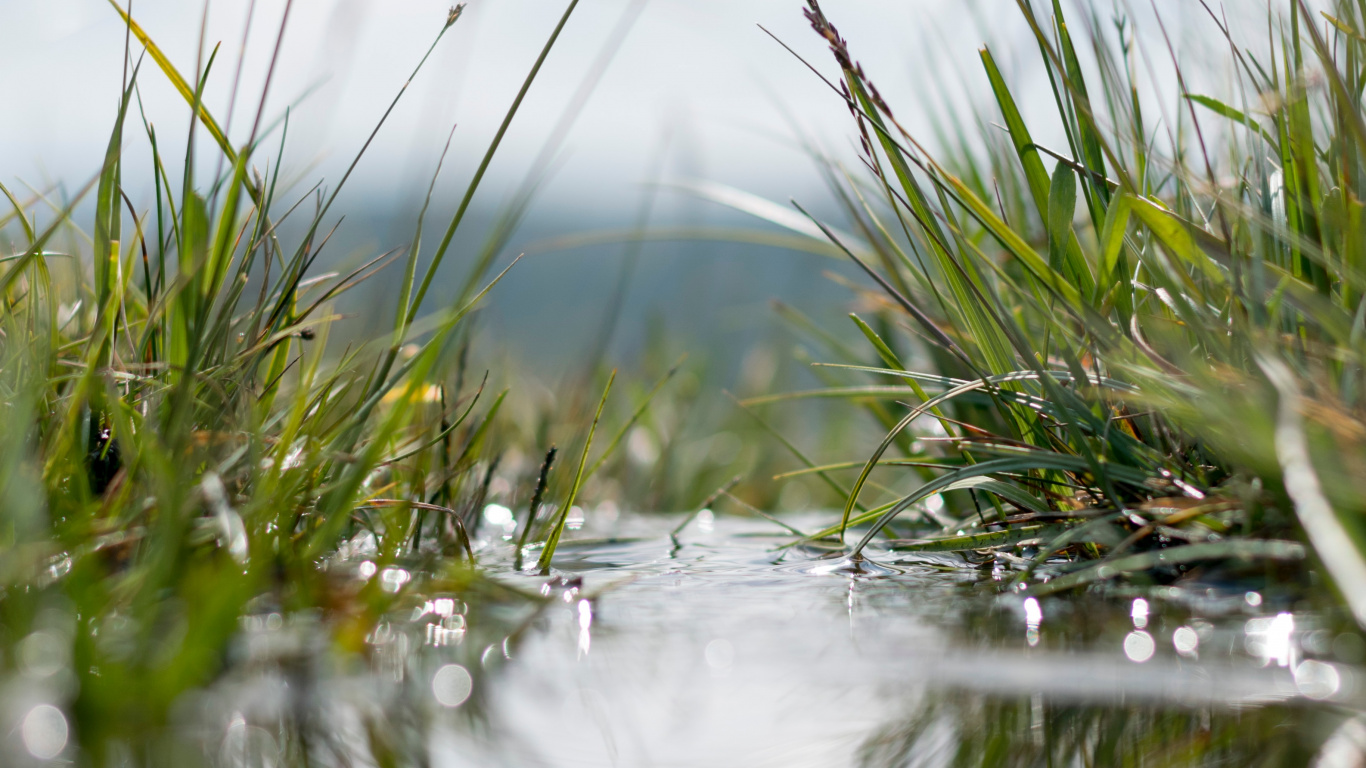 Обои вода, природа, отражение, природный ландшафт, растение в разрешении 1366x768