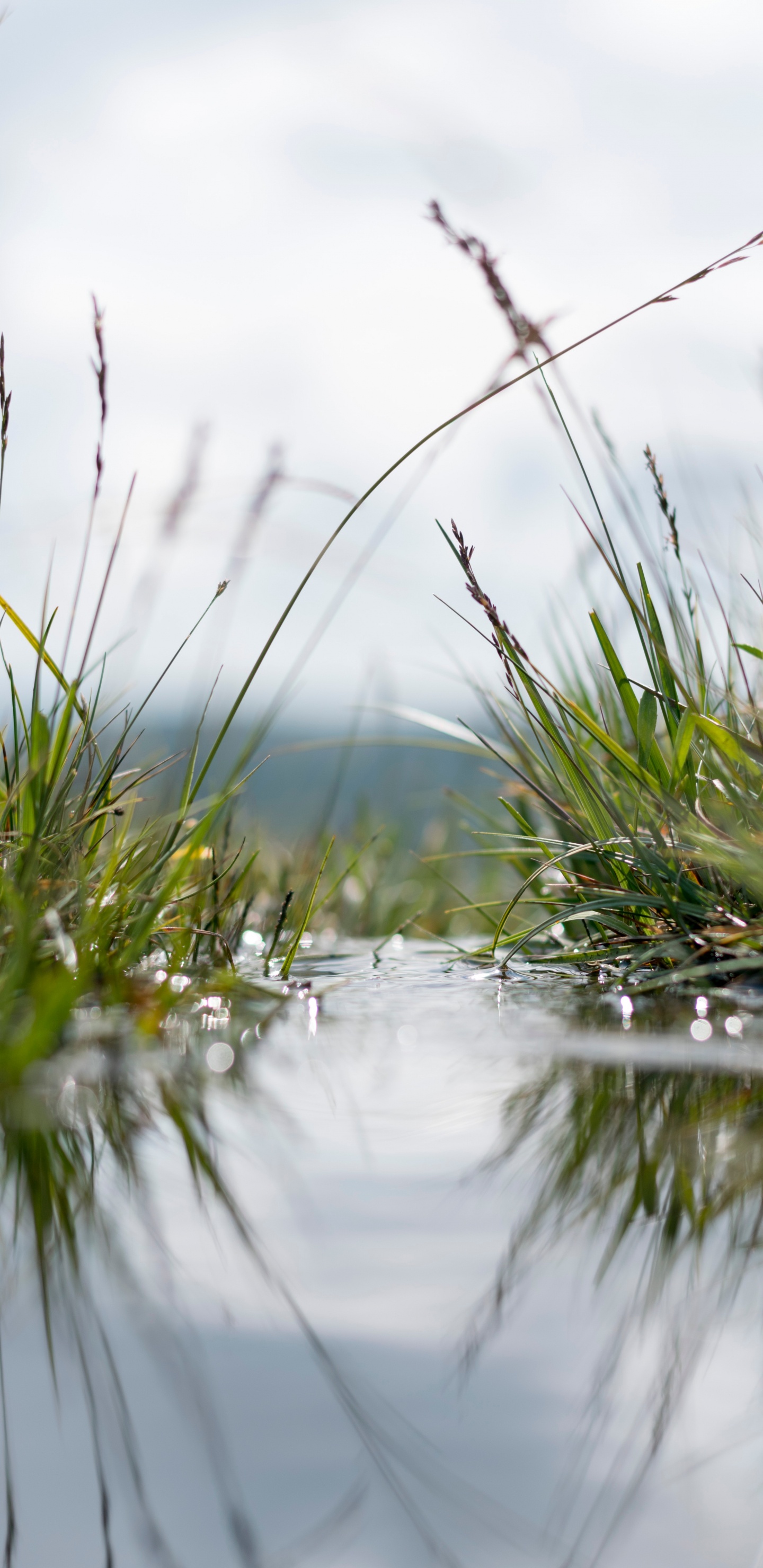 Обои вода, природа, отражение, природный ландшафт, растение в разрешении 1440x2960
