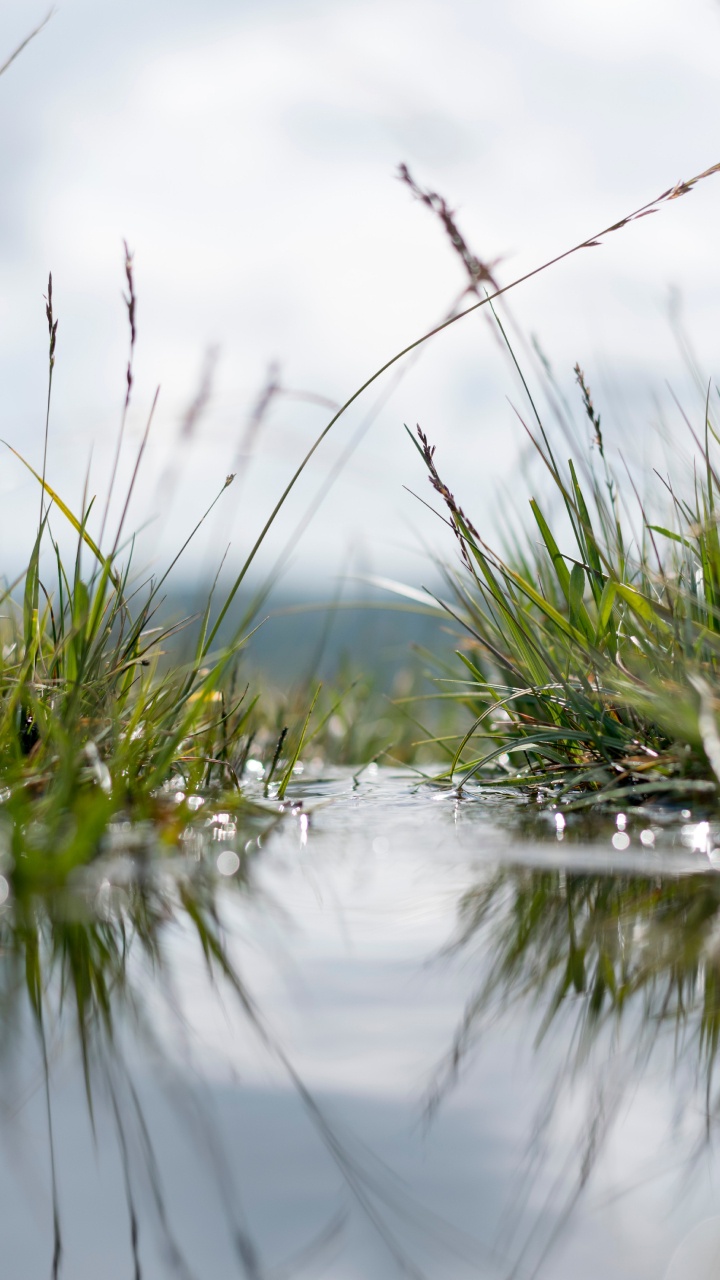 Обои вода, природа, отражение, природный ландшафт, растение в разрешении 720x1280