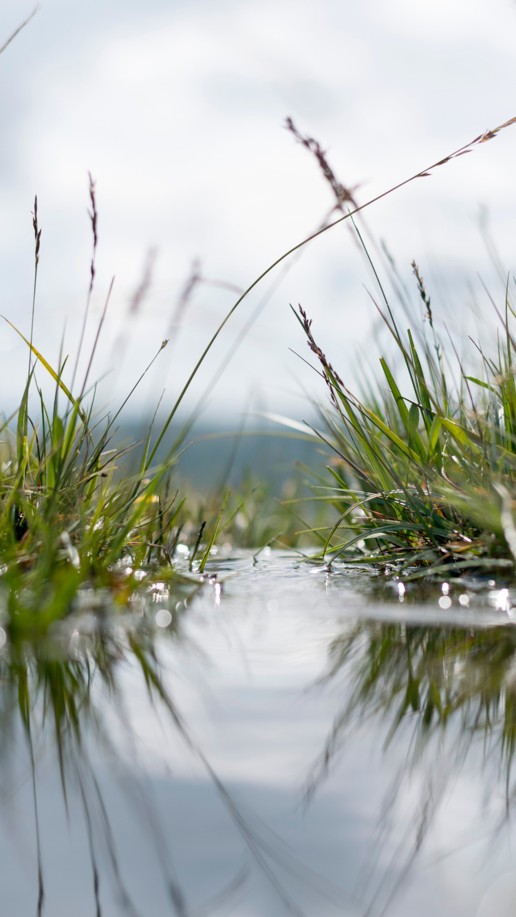 Обои вода, природа, отражение, природный ландшафт, растение в разрешении 750x1334