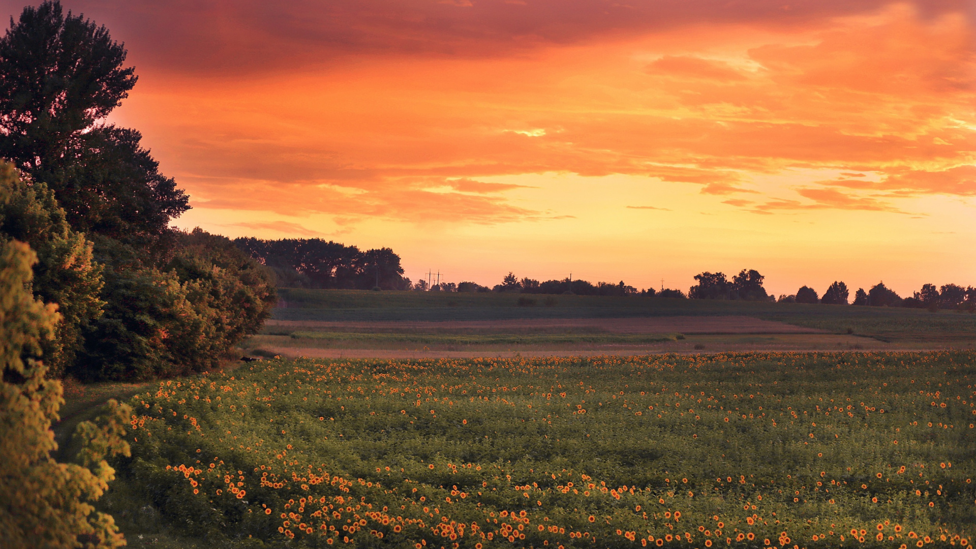 Обои вечер, утро, рассвет, равнина, сенокосное угодье в разрешении 1920x1080