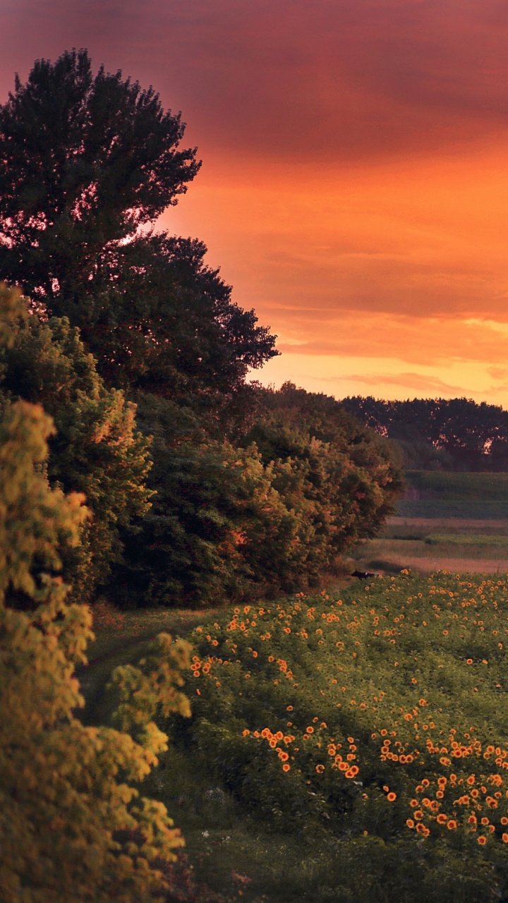 Обои вечер, утро, рассвет, равнина, сенокосное угодье в разрешении 720x1280