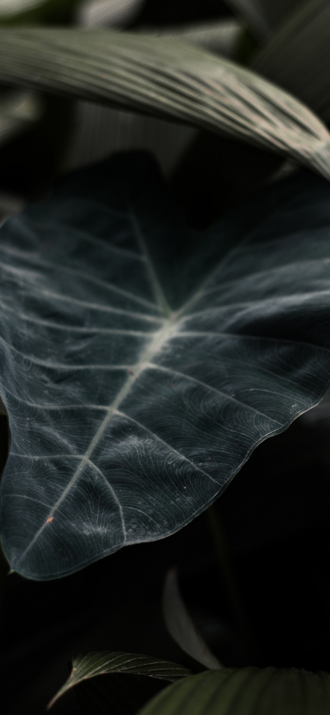 Обои лист, зеленый, цветок, растение, ветвь в разрешении 1125x2436