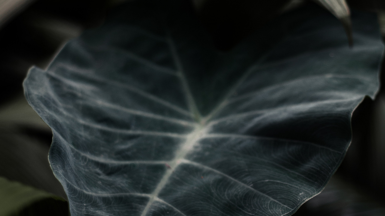 Обои лист, зеленый, цветок, растение, ветвь в разрешении 1280x720