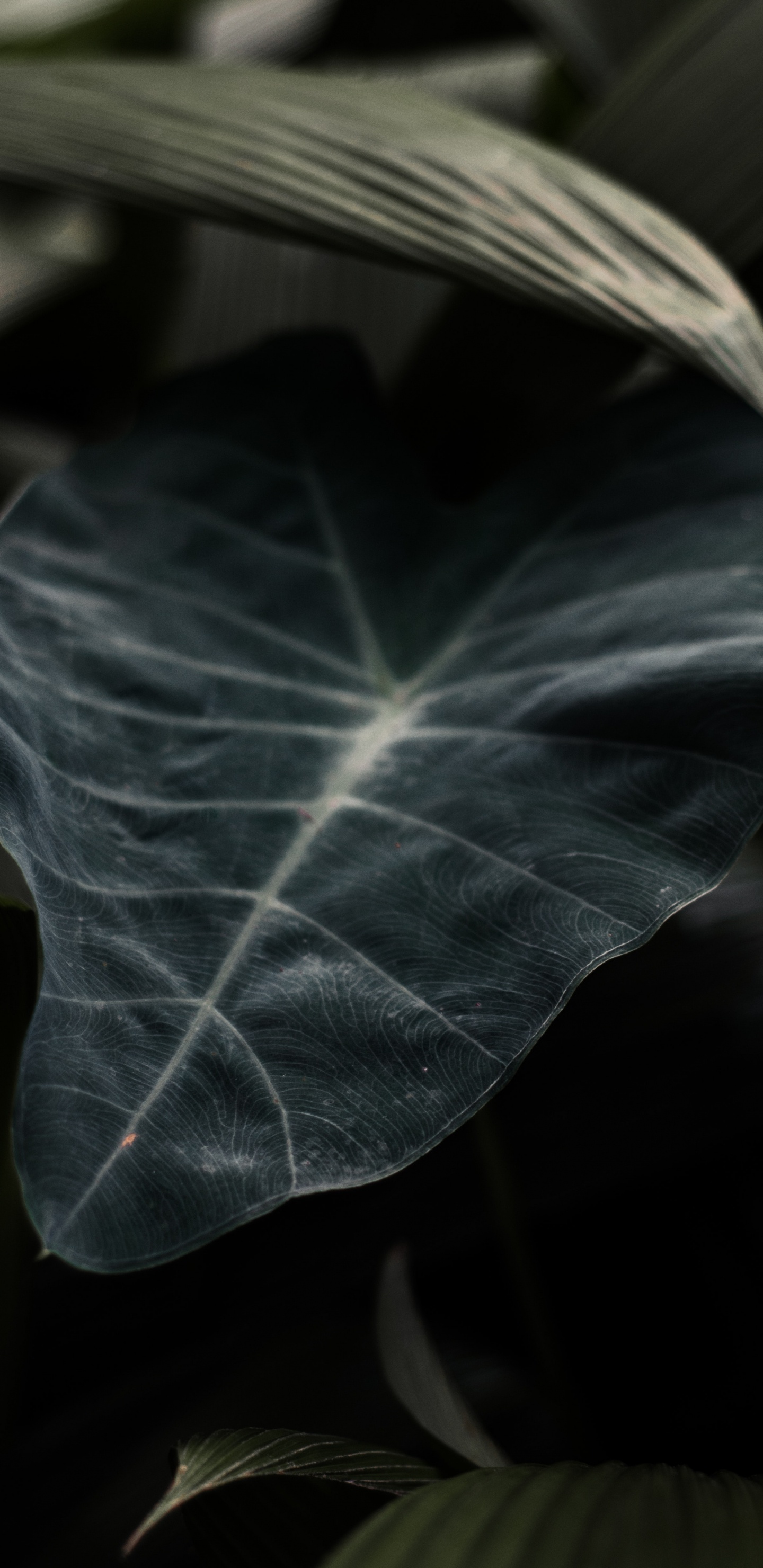 Обои лист, зеленый, цветок, растение, ветвь в разрешении 1440x2960