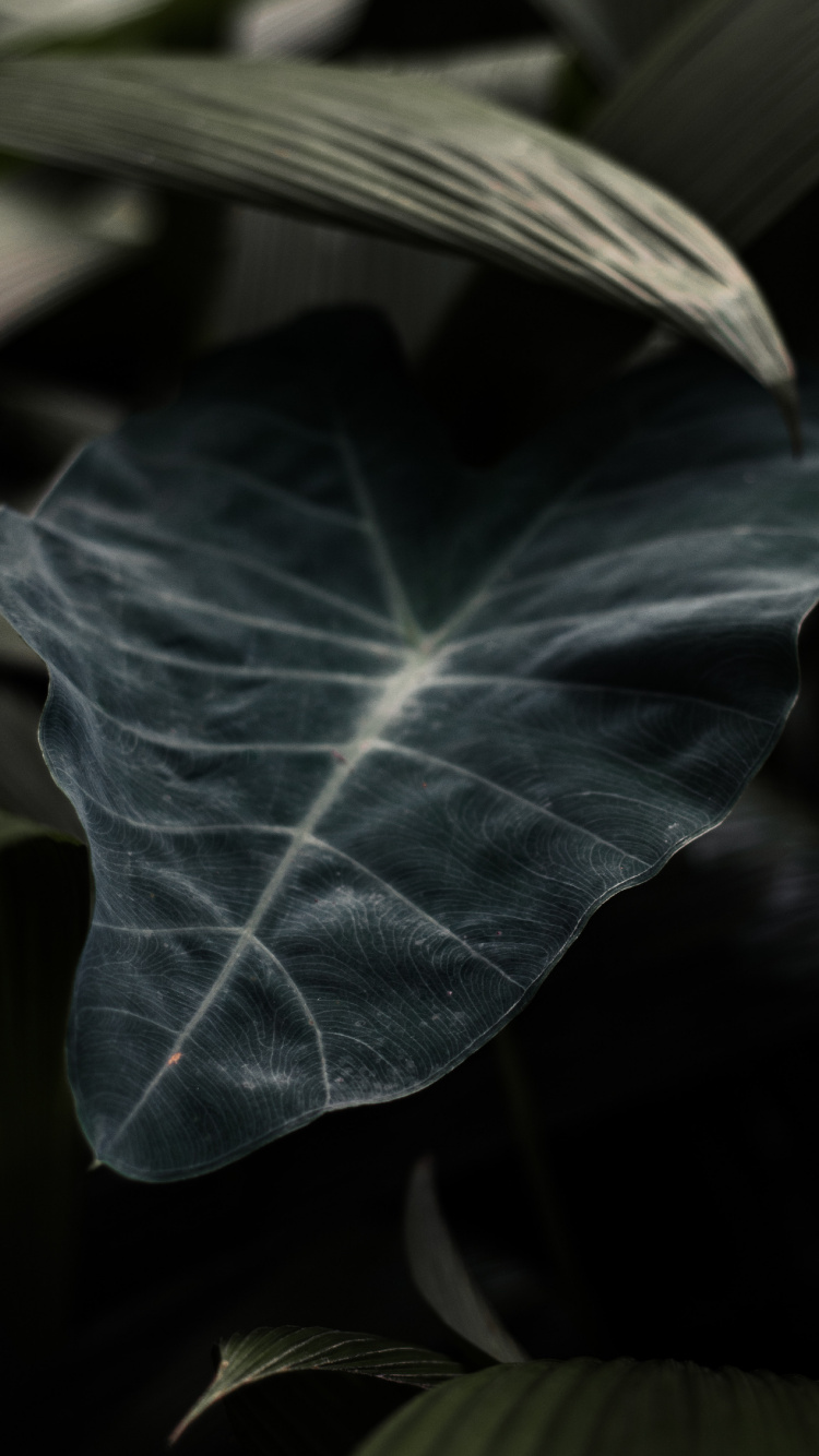 Обои лист, зеленый, цветок, растение, ветвь в разрешении 750x1334