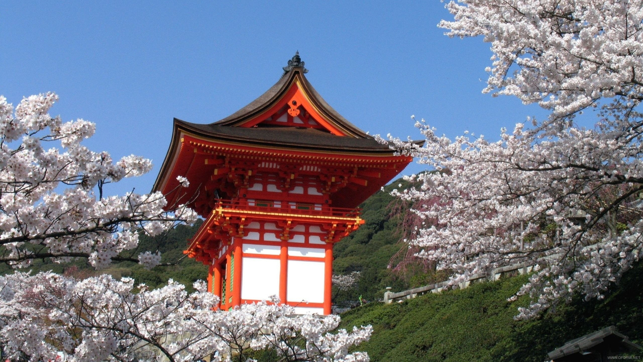 Обои Япония, цветение вишни, цветок, расцвет, весна в разрешении 1280x720