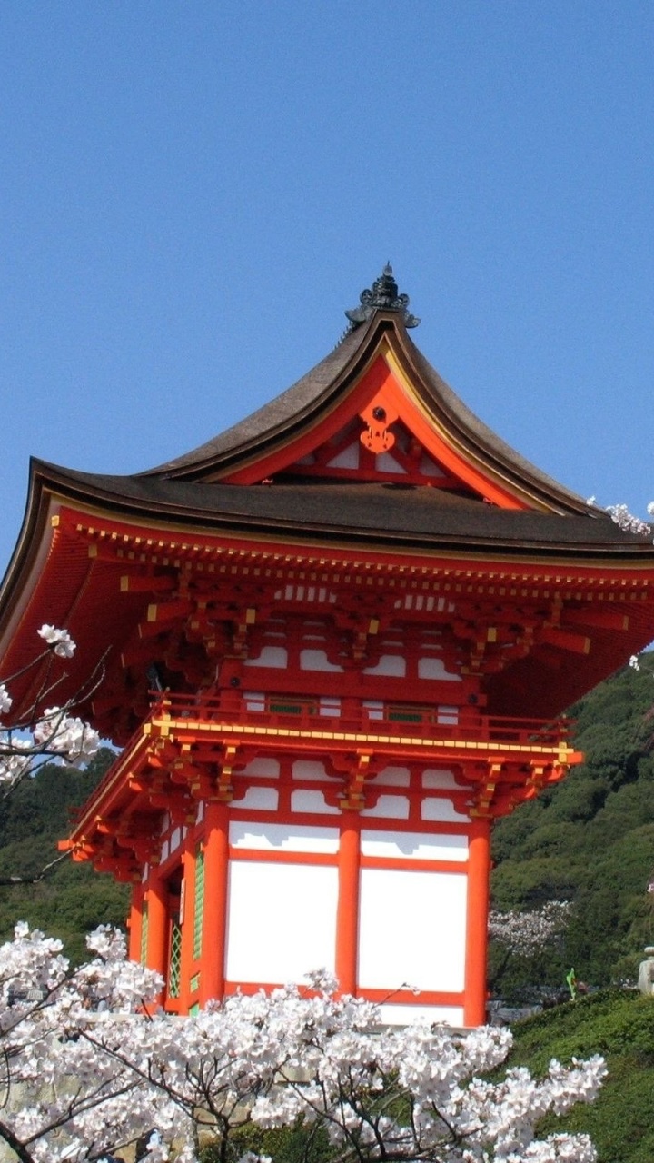 Обои Япония, цветение вишни, цветок, расцвет, весна в разрешении 720x1280